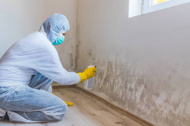 Mold Remediation specialist working in Wimauma